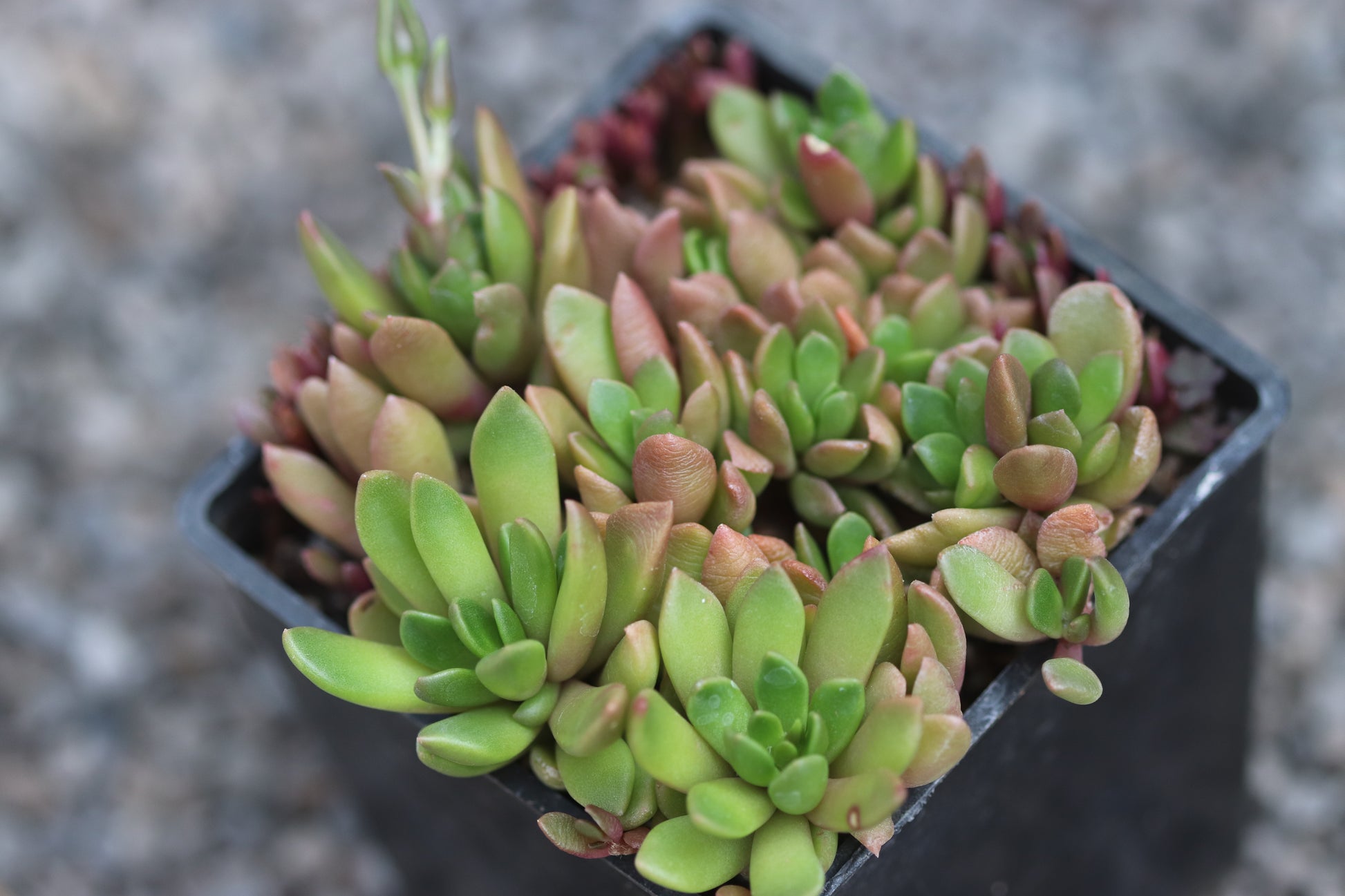 anacampseros succulent care RETAIL