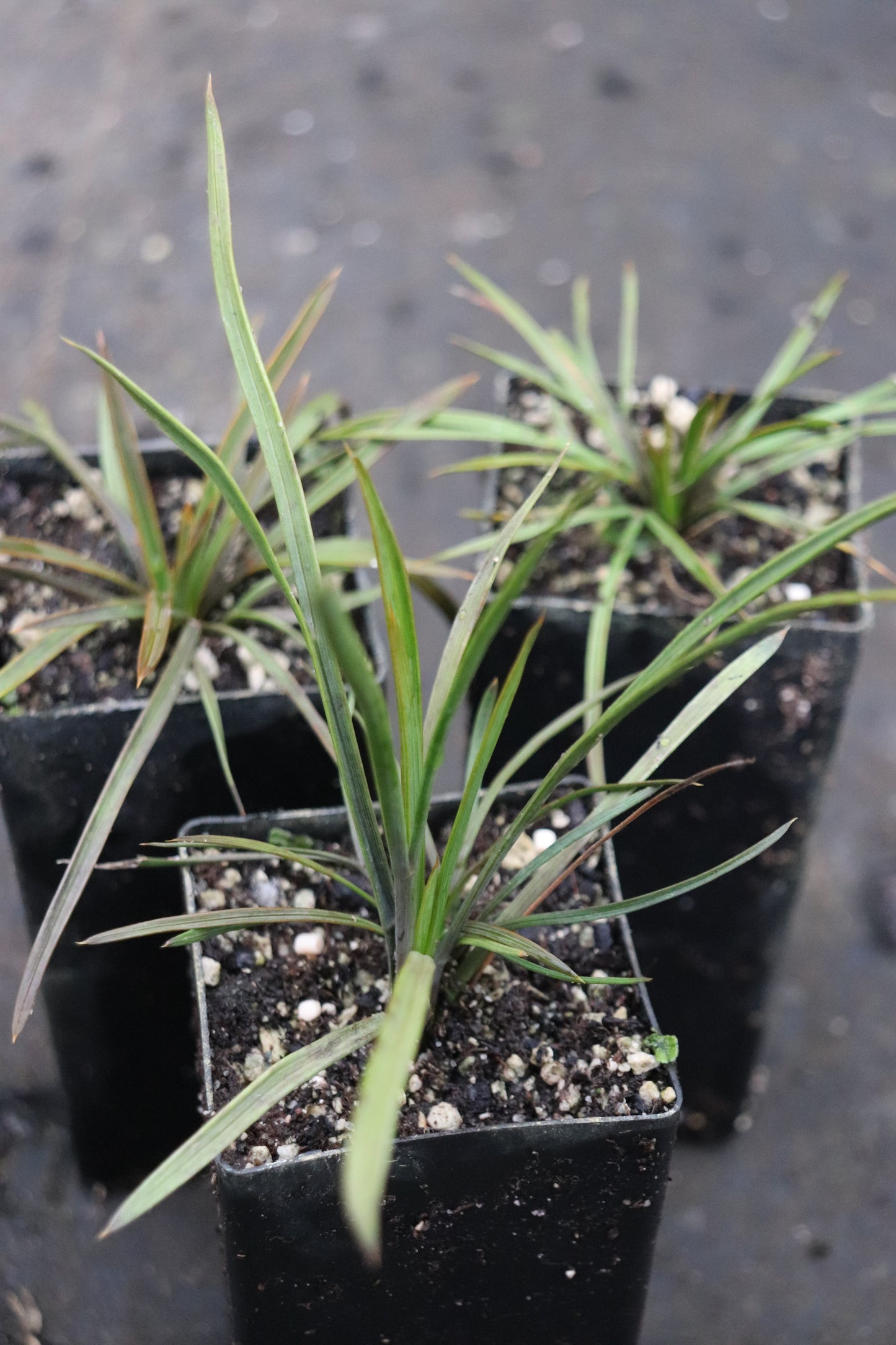 Aciphylla aurea [Pisa Range]