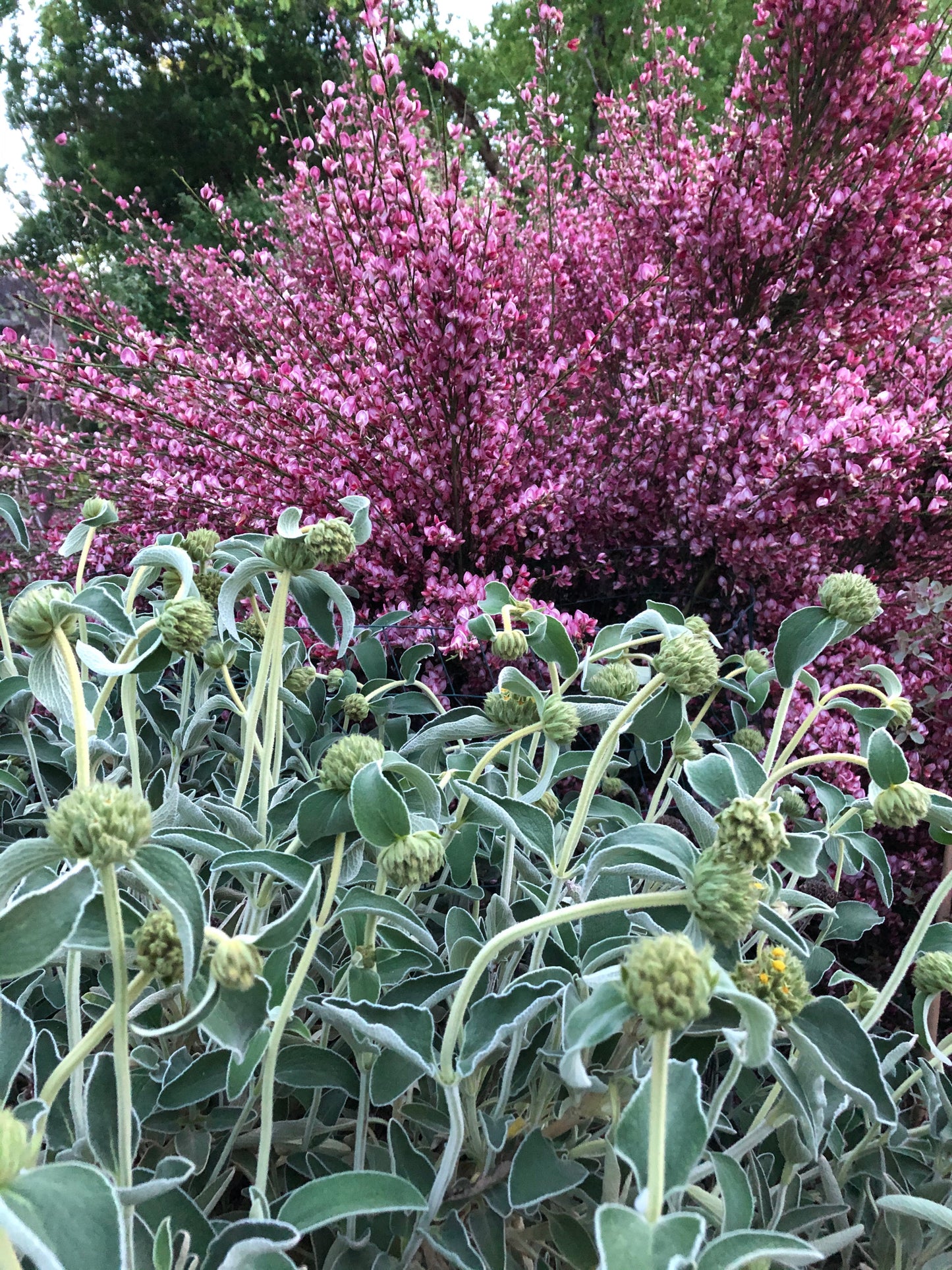 Phlomis monocephala