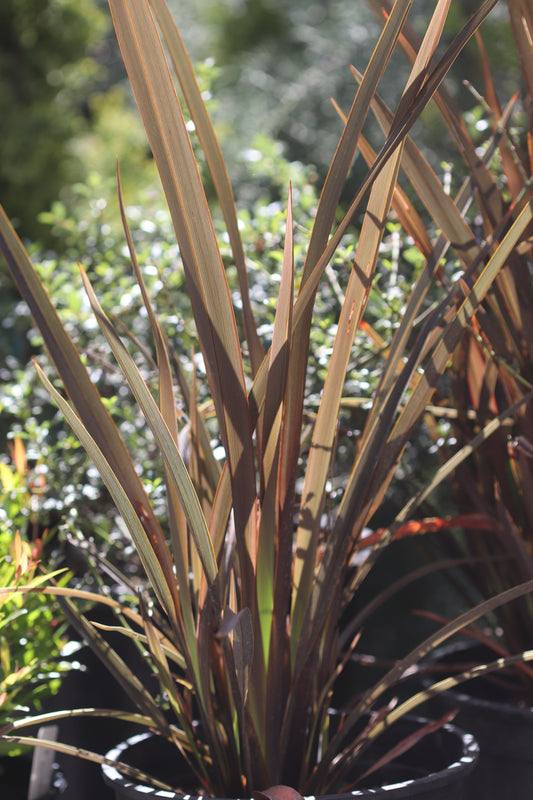*RETAIL - Phormium tenax 'Platt's Black'