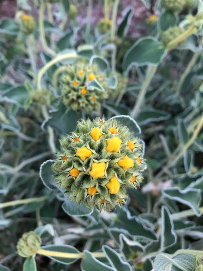 Phlomis monocephala