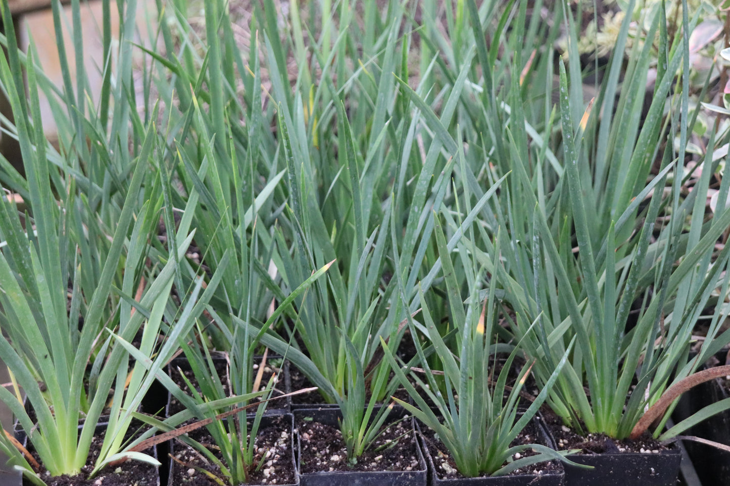 *RETAIL - Diplarrena moraea