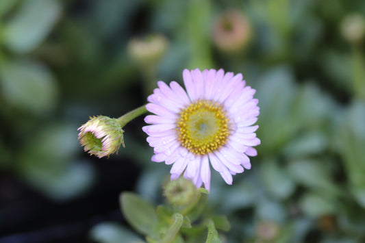 *RETAIL - Erigeron glaucus 'Wayne Roderick'