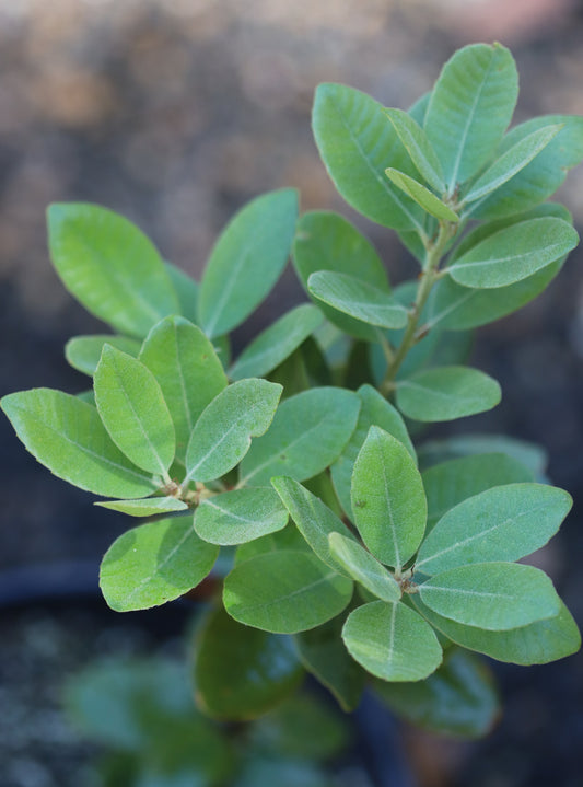 *RETAIL - Lithocarpus densiflorus var. echinoides [dwarf blue]