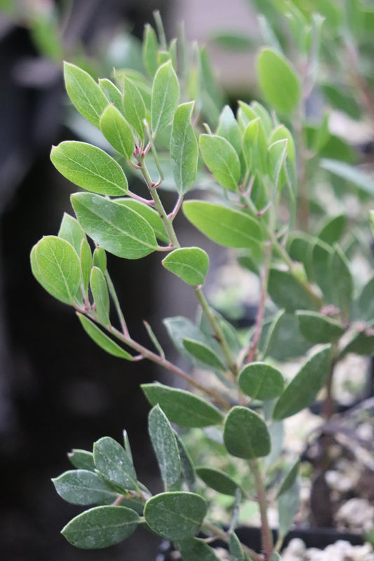 Arctostaphylos [Orleans, CA]