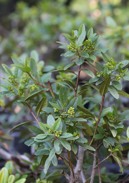 *RETAIL - Rhamnus californica 'Mound San Bruno'