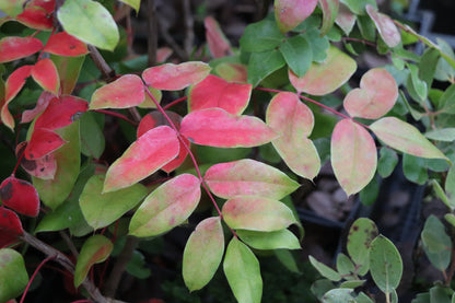 *RETAIL - Mahonia pinnata ssp. insularis 'Shnilemoon'