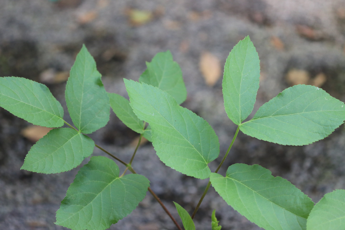 *RETAIL - Aralia californica