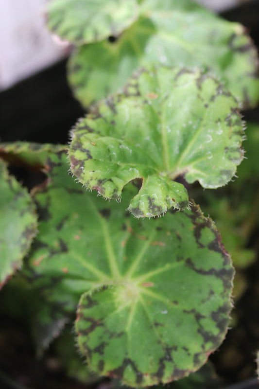 *RETAIL - Begonia 'Froggy'