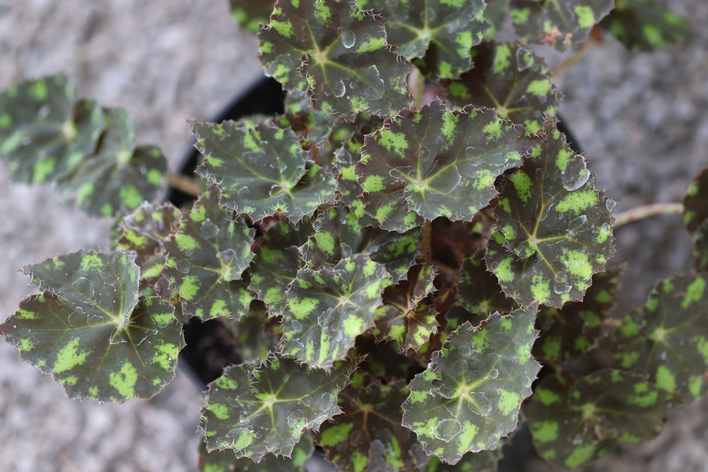 *RETAIL - Begonia 'Tiger Paws'