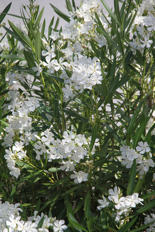 *RETAIL - Nerium oleander 'Hardy White'