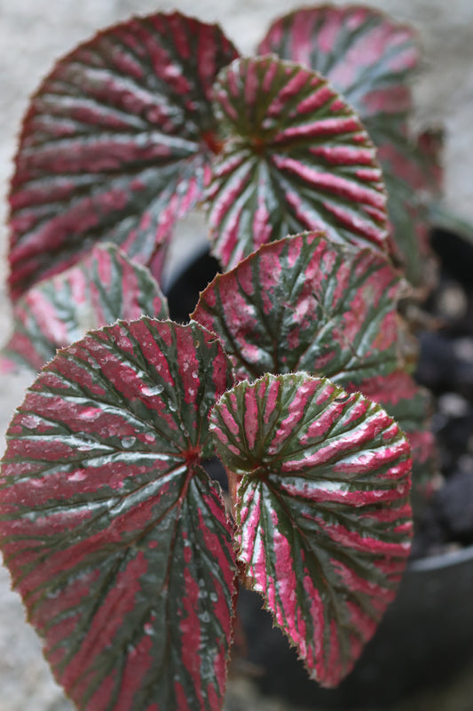 *RETAIL - Begonia brevirimosa ssp. exotica