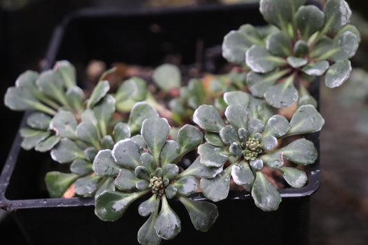 Saxifraga umbrosa var. primuloides