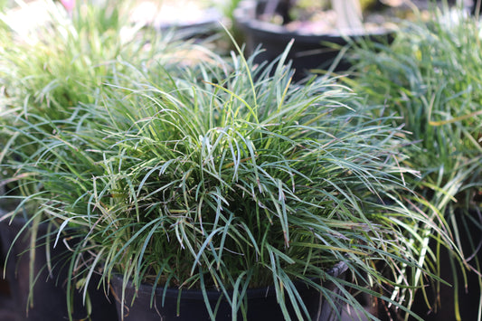 *RETAIL - Ophiopogon 'Seiryu'