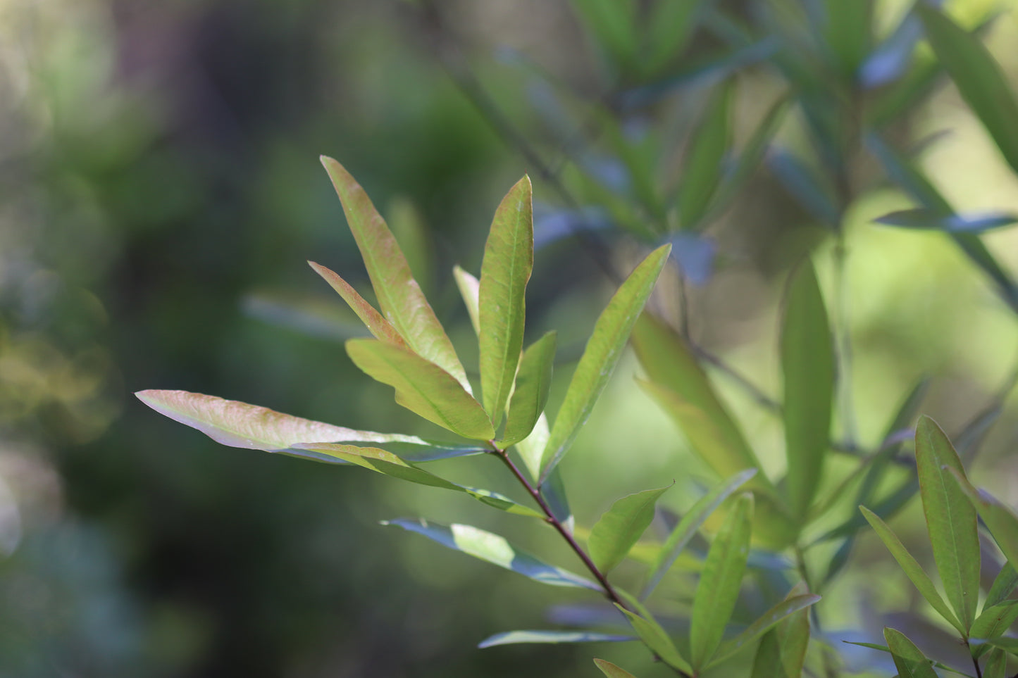 *RETAIL - Quercus phellos