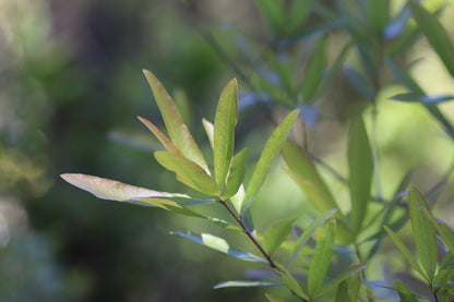 *RETAIL - Quercus phellos