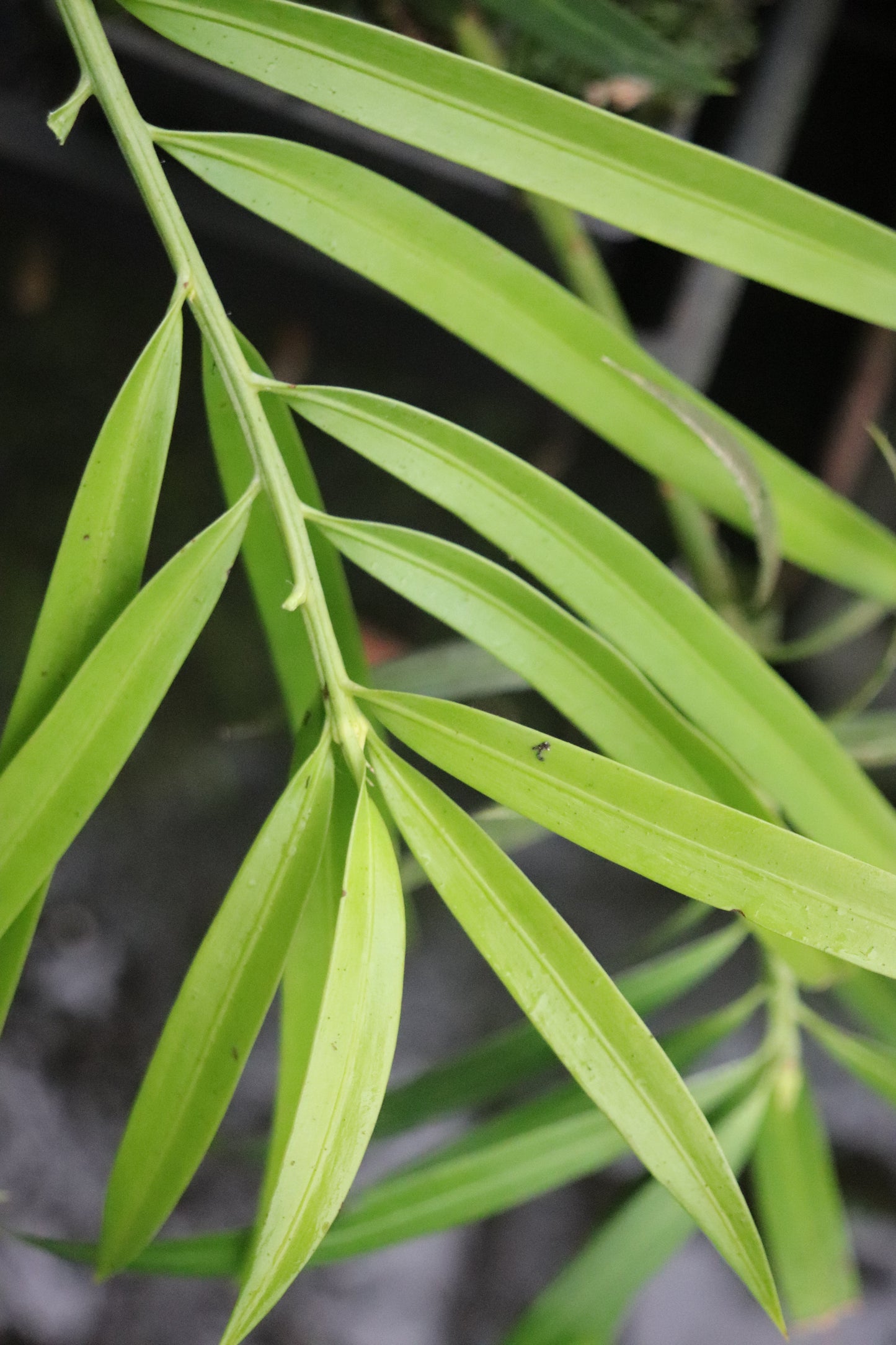 Podocarpus matudae 'Cielo Green'