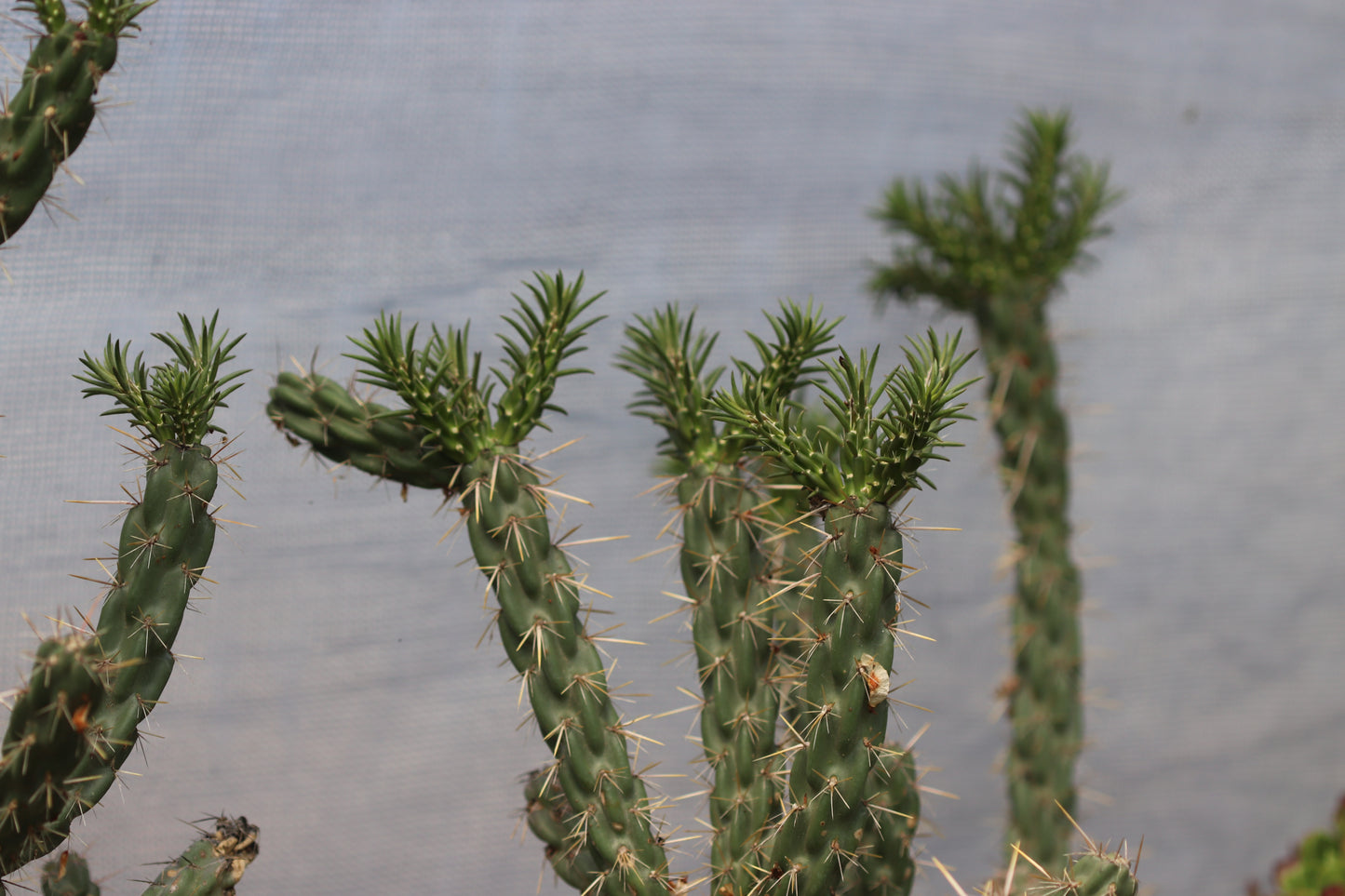 *RETAIL - Opuntia imbricata 'Guadalupe'