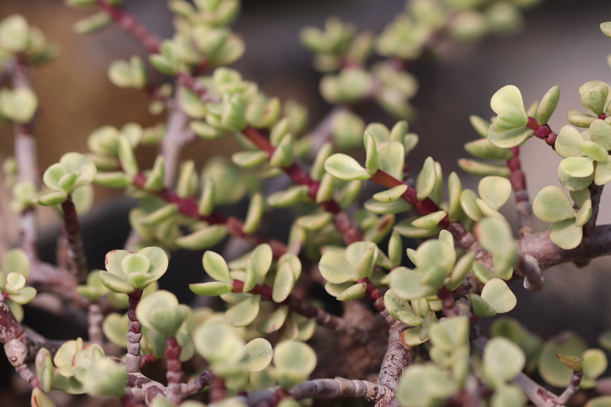 portulacaria afra 'variegata' RETAIL
