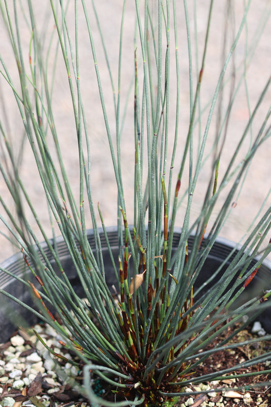 *RETAIL - Chondropetalum tectorum 'El Campo'