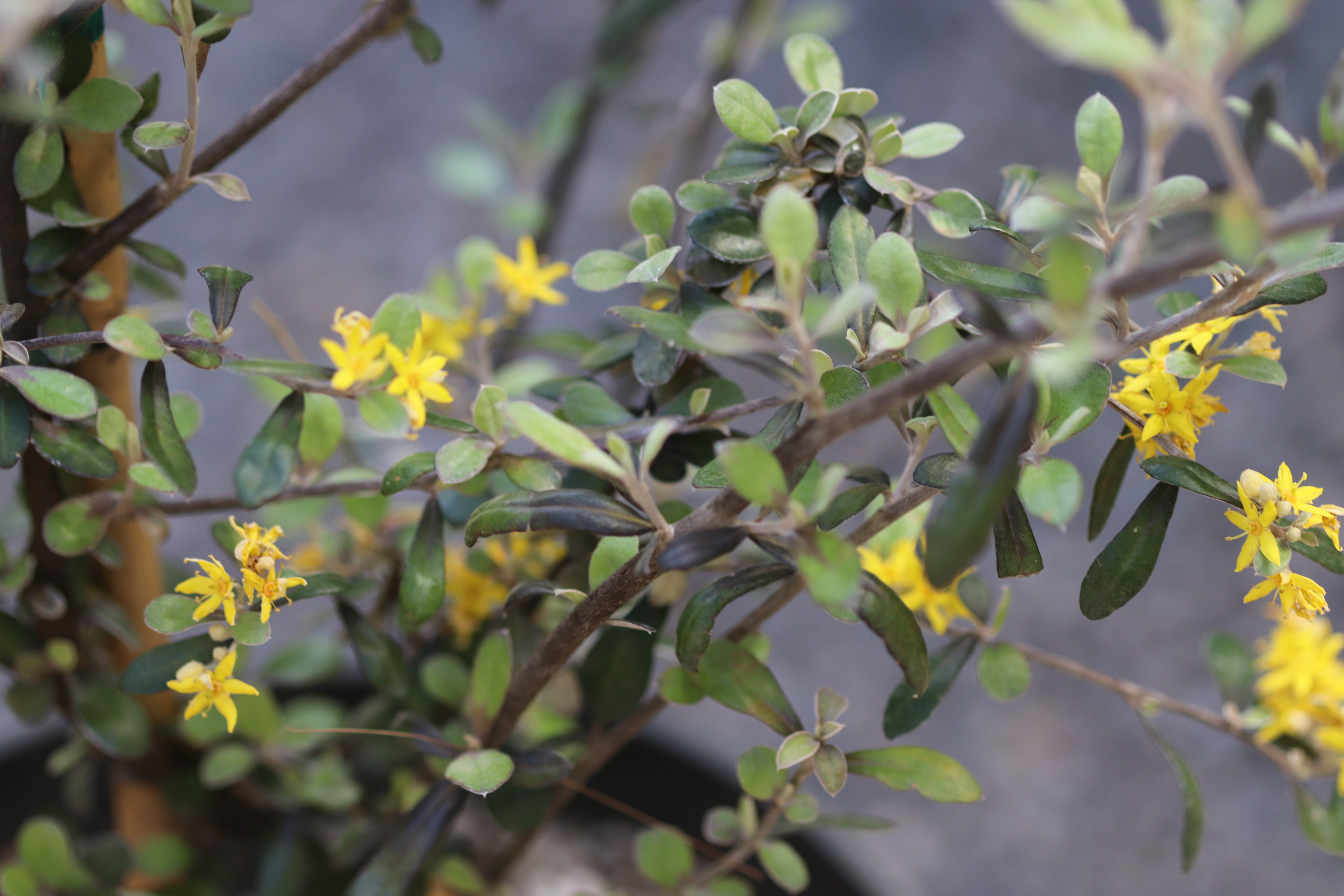 *RETAIL - Corokia x virgata 'Phantom' – Cistus Nursery