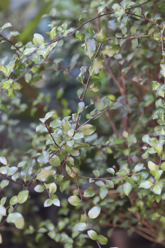 *RETAIL - Pittosporum tenuifolium 'Harley Botanica'