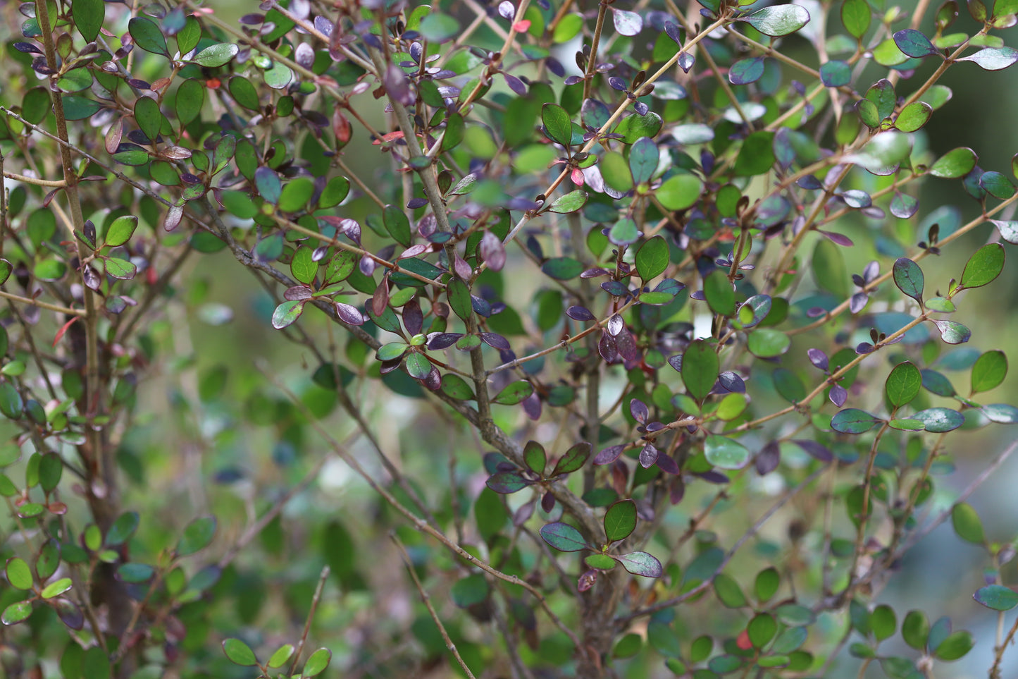 *RETAIL - Coprosma 'Roy's Red'