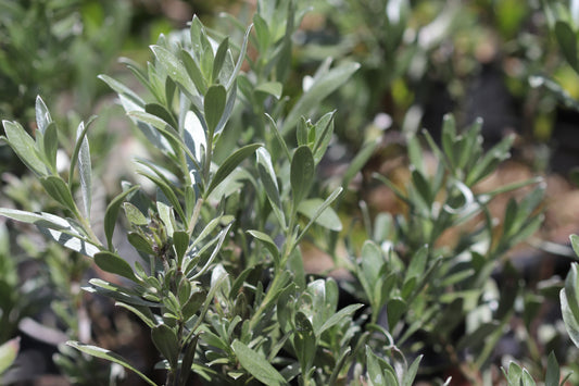 *RETAIL - Convolvulus cneorum