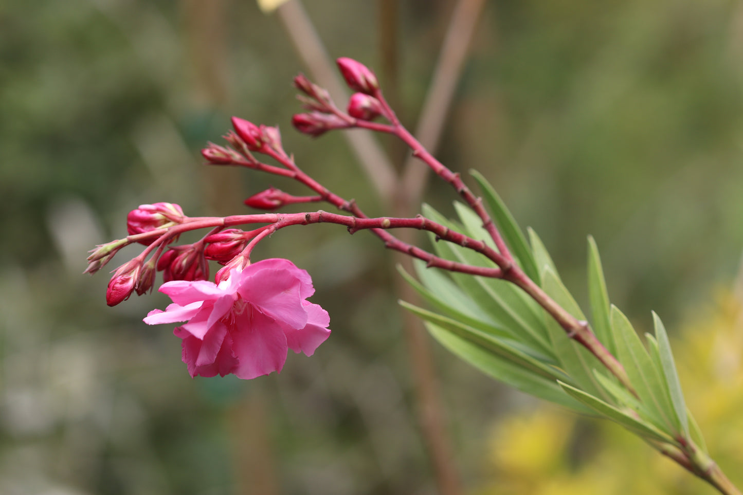 *RETAIL - Nerium oleander 'Crimea River'