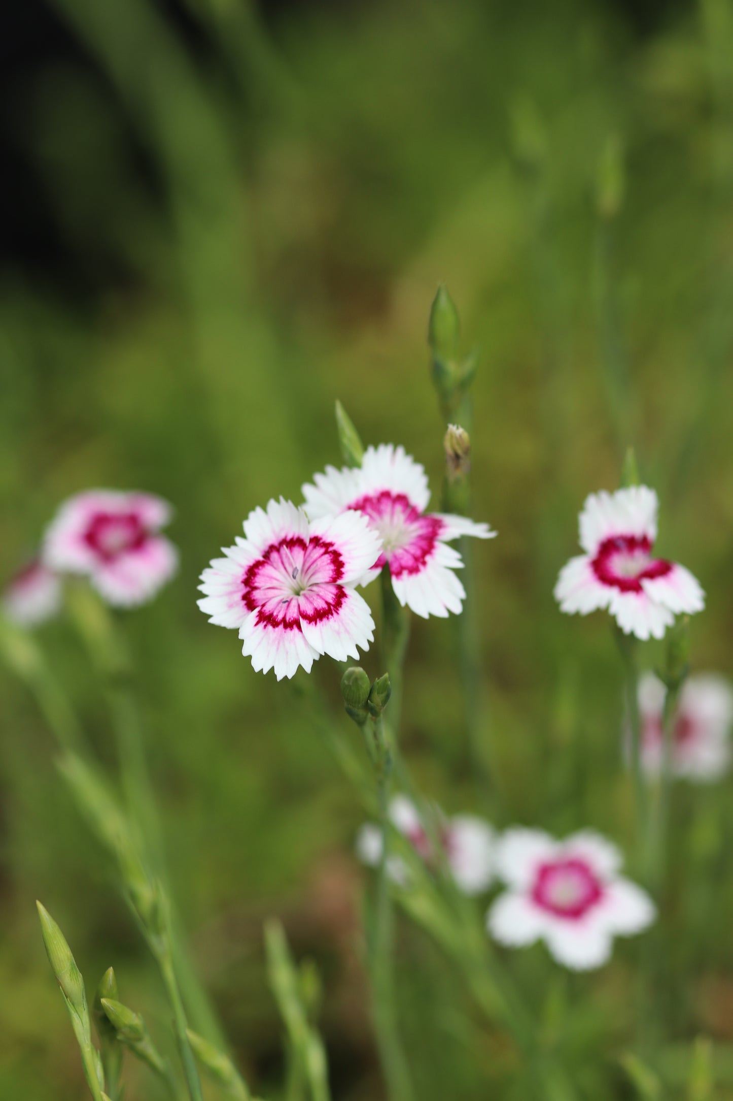 *RETAIL - Dianthus deltoides 'Arctic Fire'