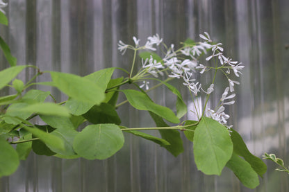 *RETAIL - Chionanthus retusus