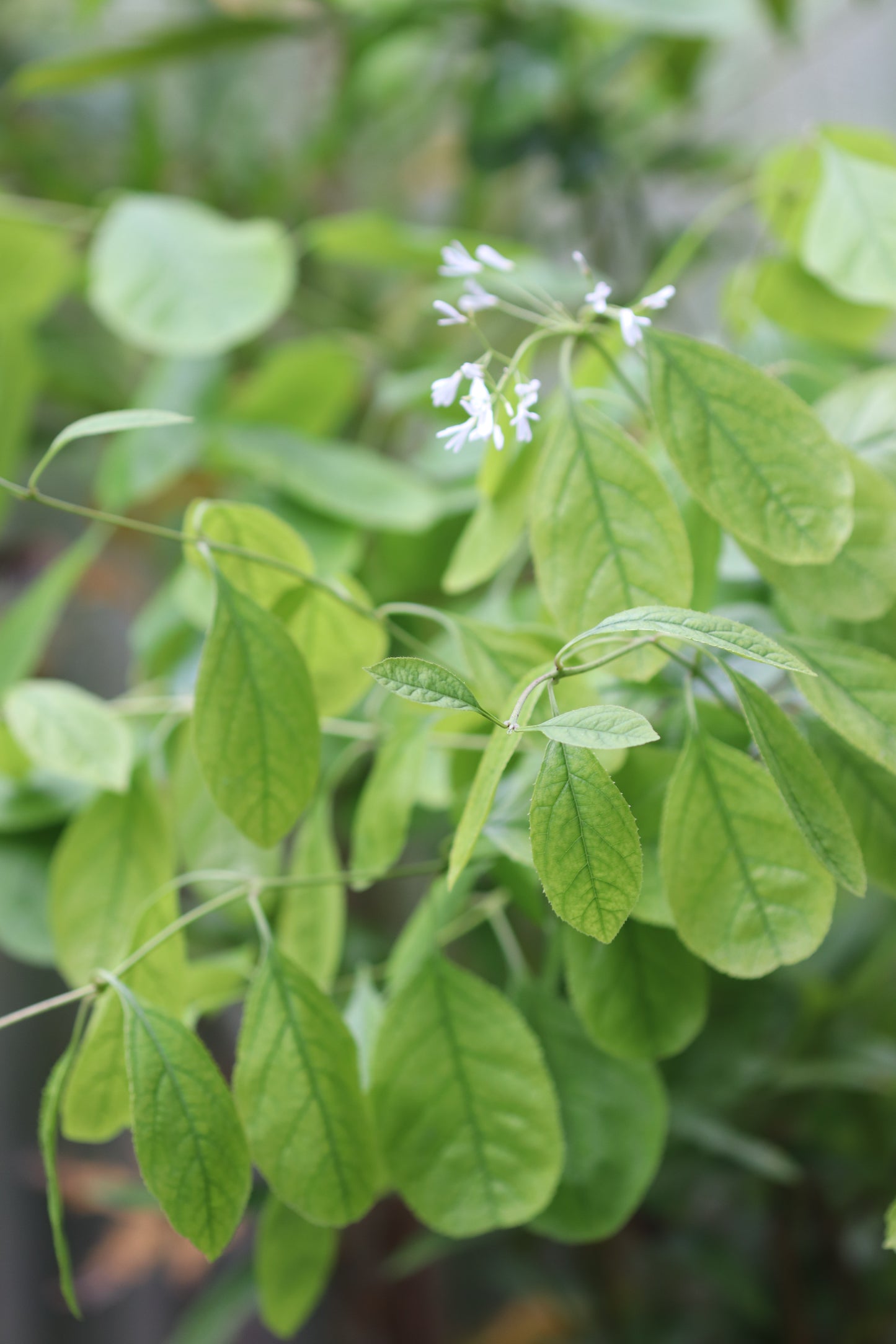 *RETAIL - Chionanthus retusus