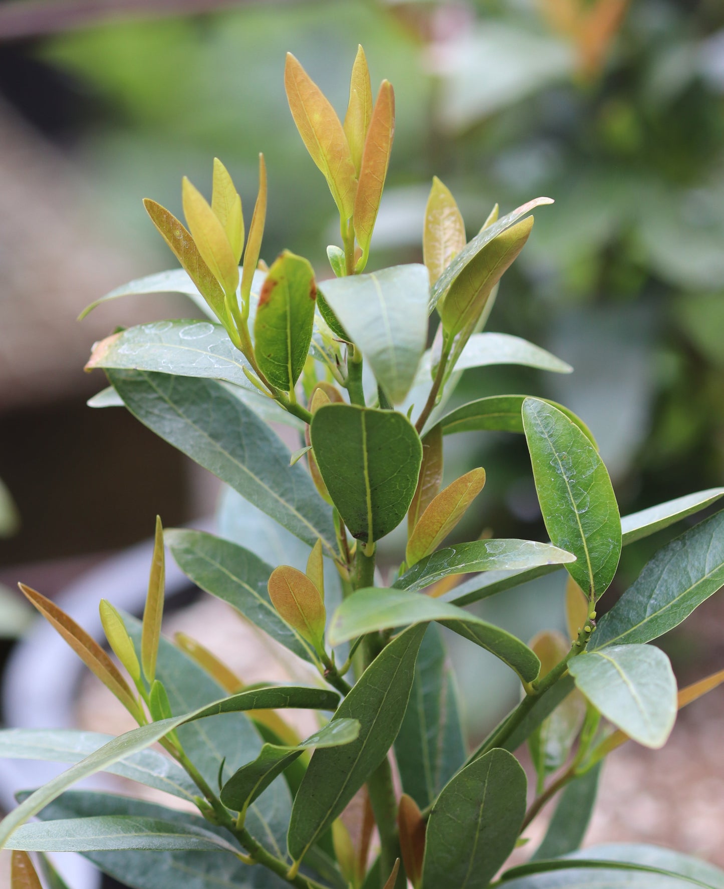 Umbellularia californica [O'Brien dwarf]