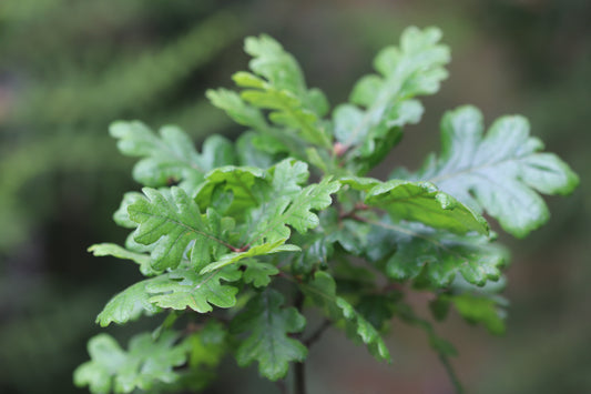 Quercus garryana [Shady Cove, OR]