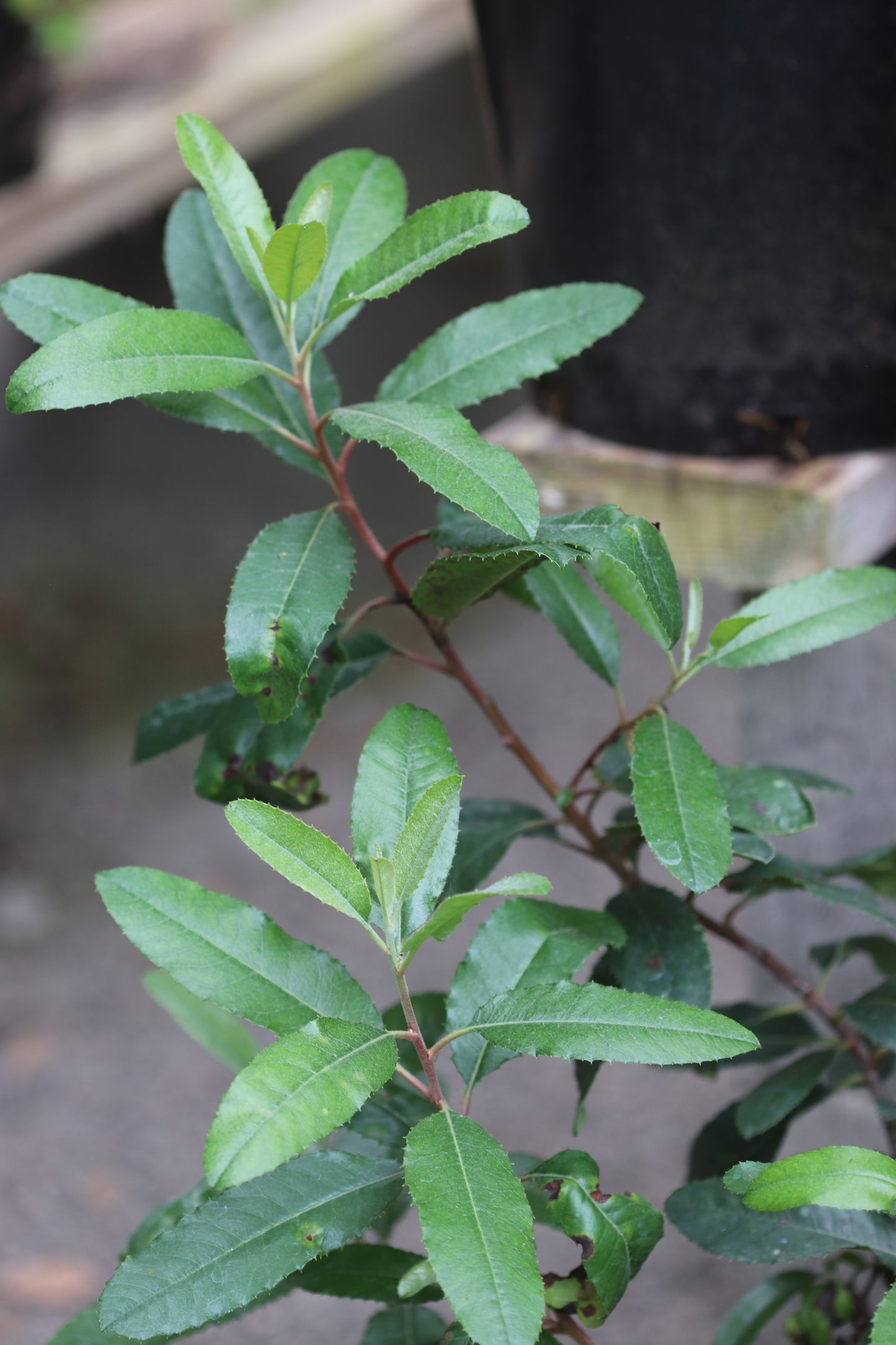 *RETAIL - Heteromeles arbutifolia