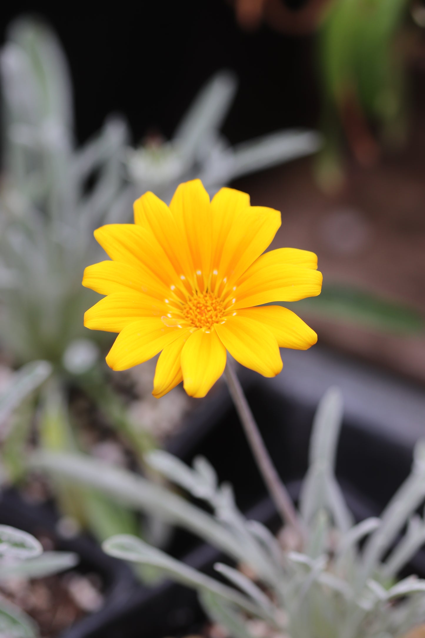 *RETAIL - Gazania rigens var. leucolaena