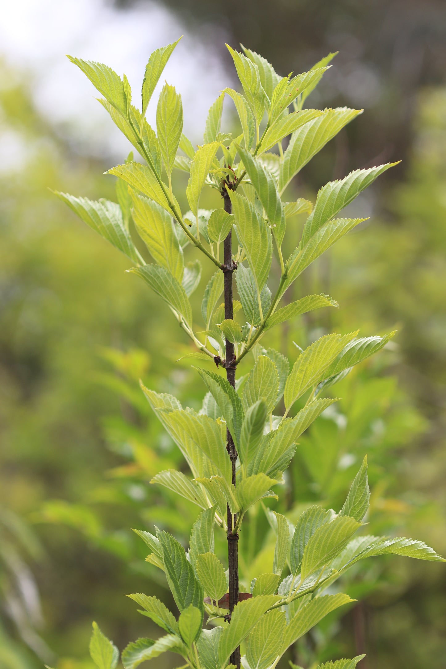 *RETAIL - Viburnum farreri 'Candidissimum'