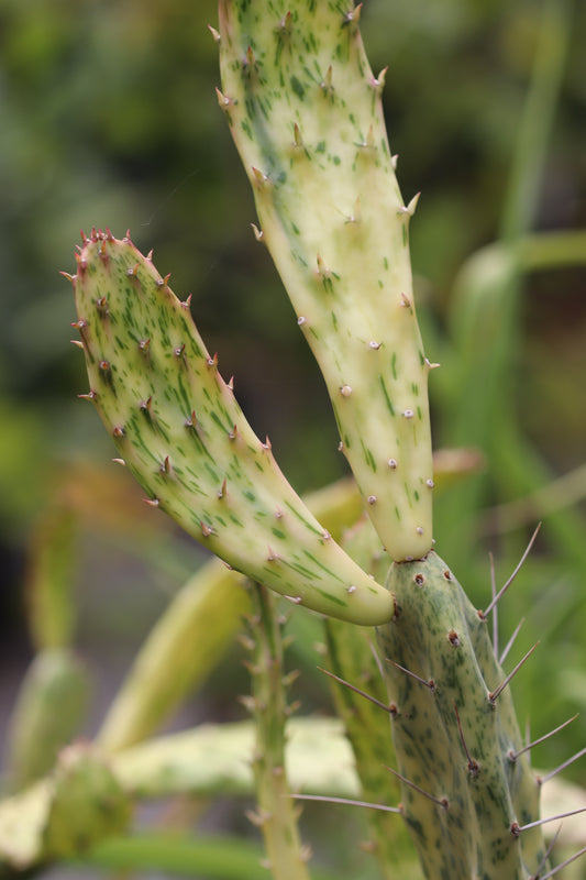 *RETAIL - Opuntia cochenillifera 'Sunset'