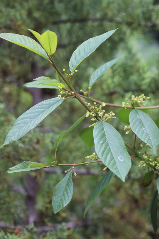 *RETAIL - Rhamnus x purshiana 'Santa Lucia'