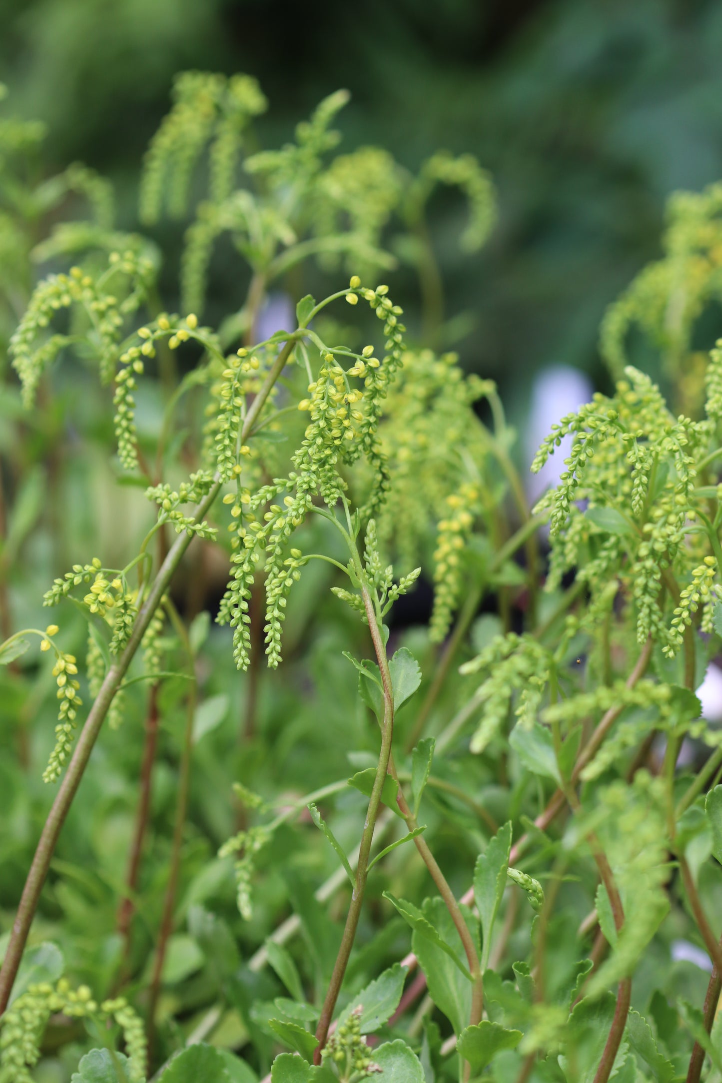 *RETAIL - Chiastophyllum oppositifolium