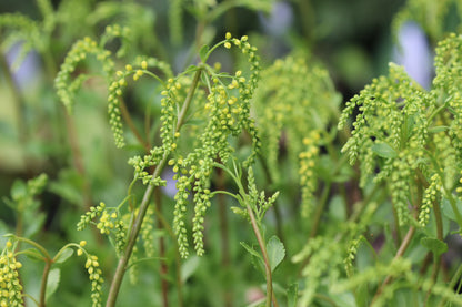 *RETAIL - Chiastophyllum oppositifolium