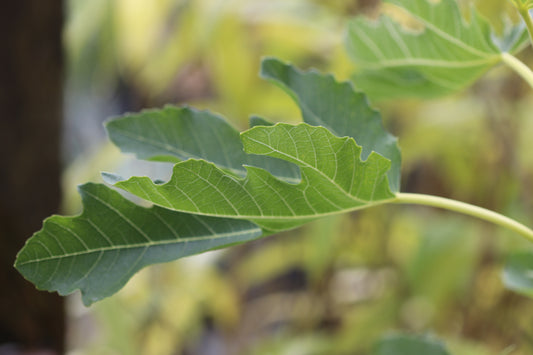 *RETAIL - Ficus carica 'Petite Negra'