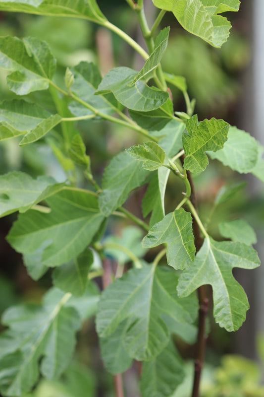 *RETAIL - Ficus carica 'Alma'