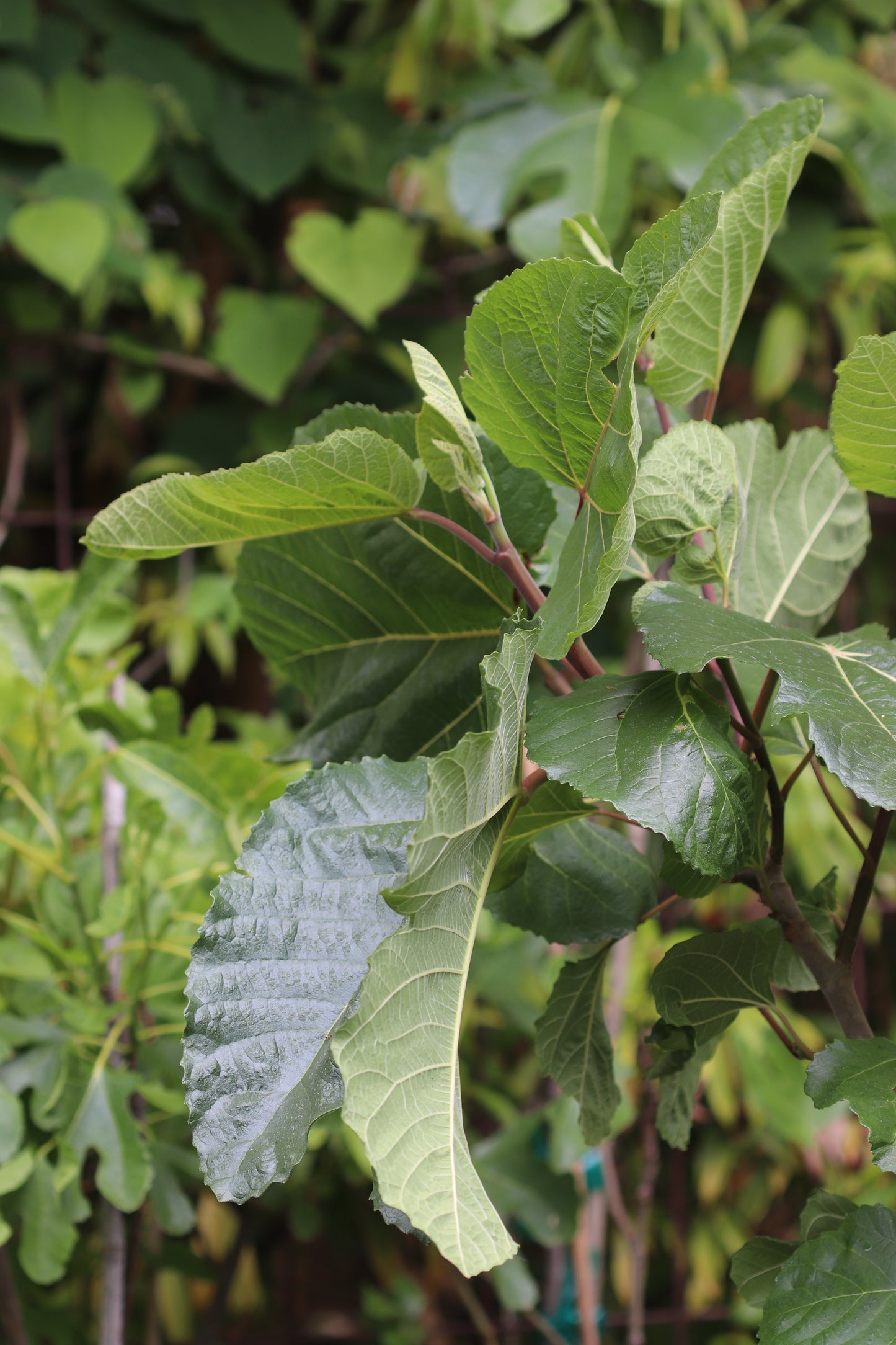 *RETAIL - Ficus carica x palmeri