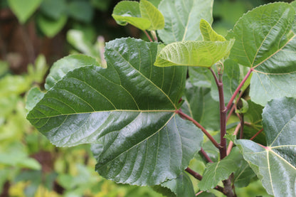 *RETAIL - Ficus carica x palmeri