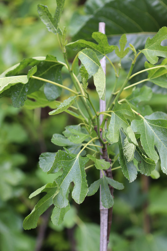 *RETAIL - Ficus carica 'Janice'