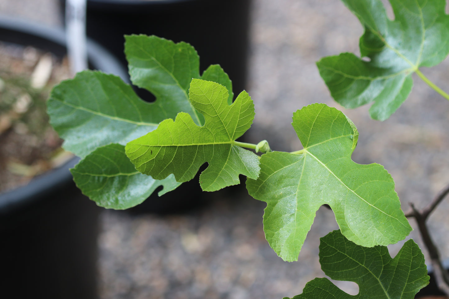 *RETAIL - Ficus carica 'Celeste'