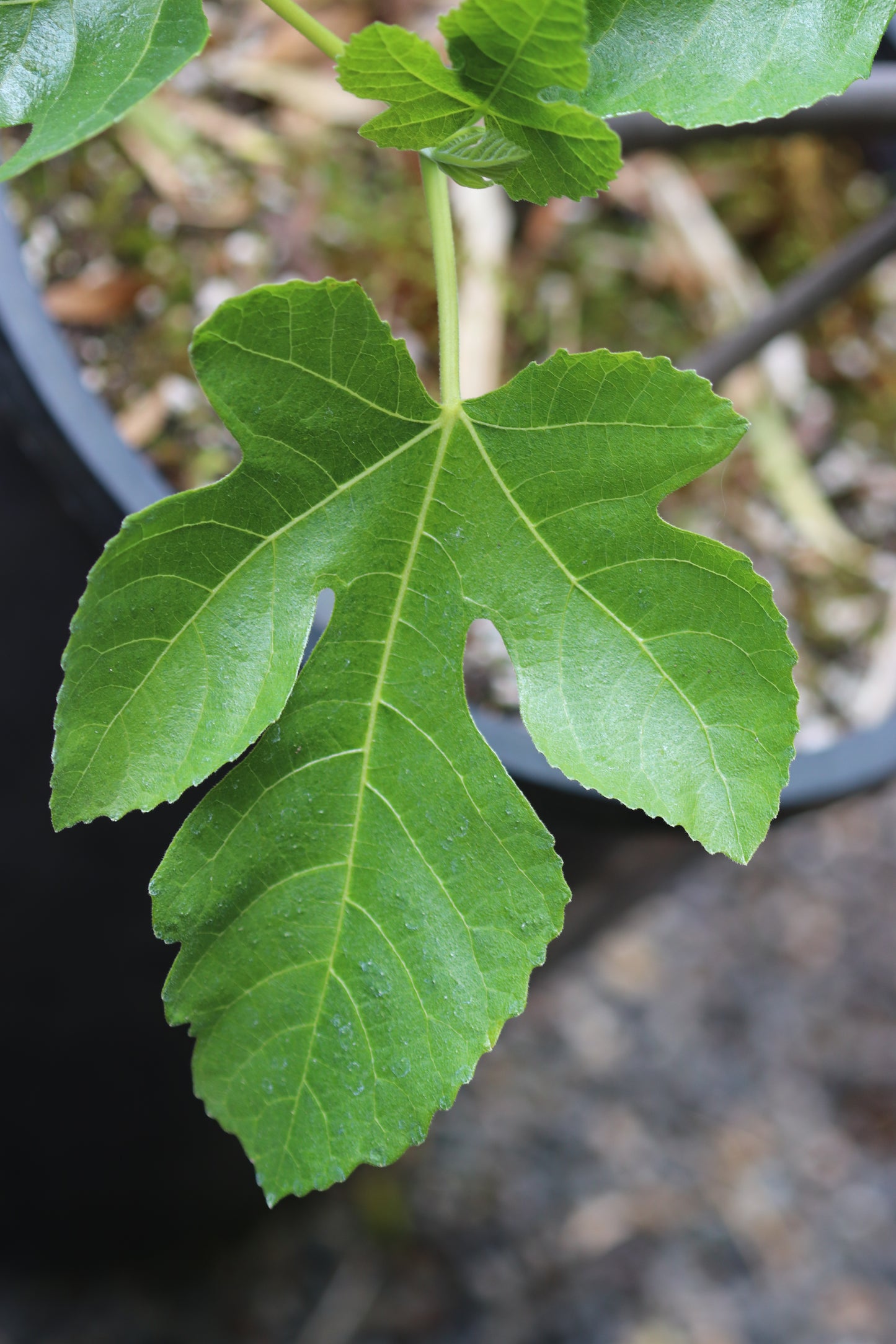 *RETAIL - Ficus carica 'Celeste'