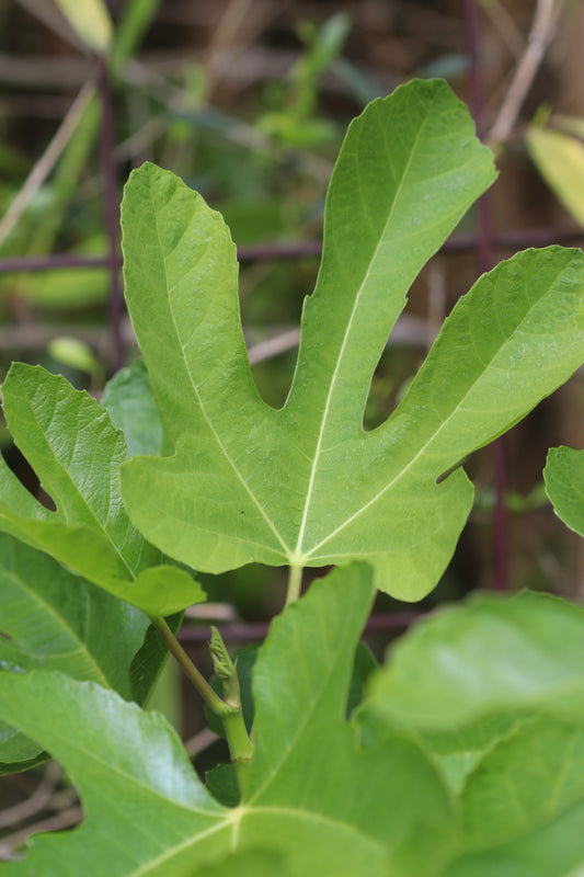 *RETAIL - Ficus carica 'Ischia'