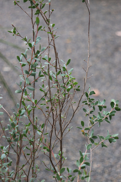 *RETAIL - Leptospermum glaucescens